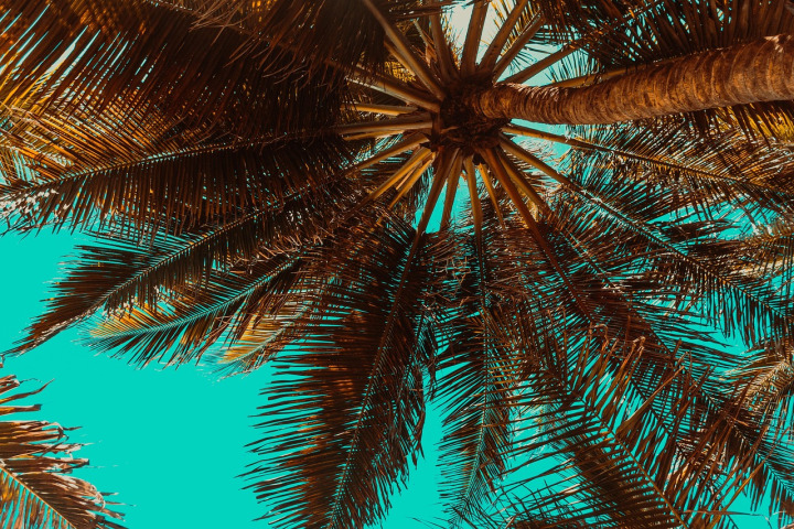 Los Angeles palm trees skyline